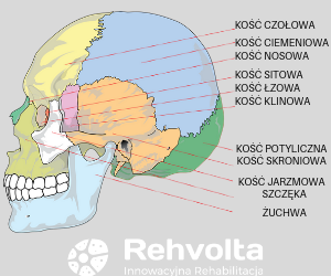 Kości czaszki