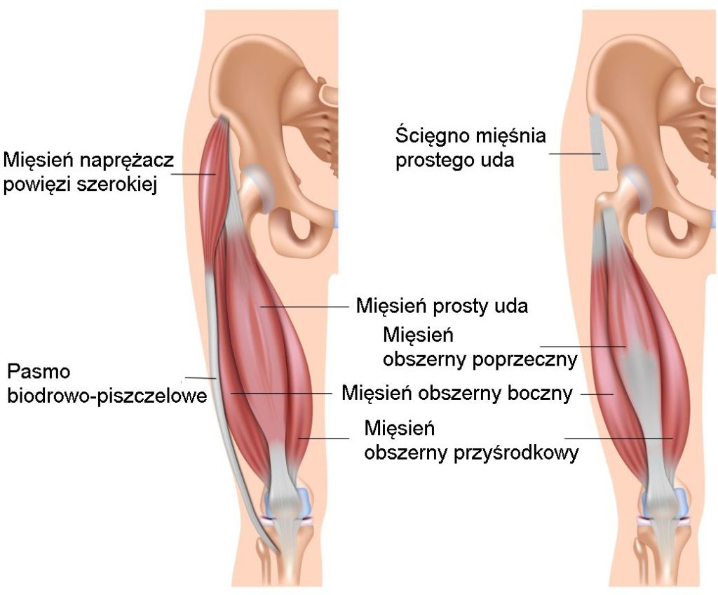 Rehabilitacja Biodra Po Endoprotezie Fizjoterapia Rehvolta